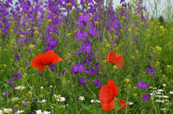 Highways England grasps the nettle of biodiversity 