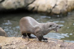 Council adapts culvert to help otters cross road