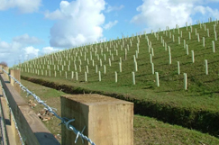 Planting for success - Tree planting best practice for highway contractors