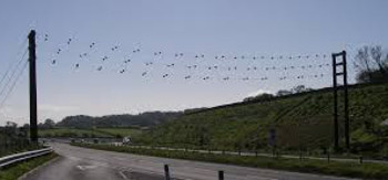 Bat bridges on £205m Broadland Northway 'don't work'