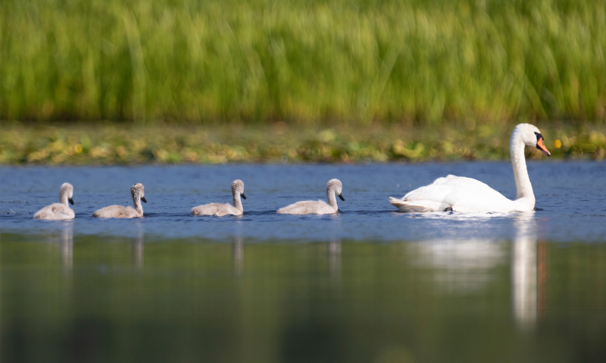 Guiding new councillors on the right path