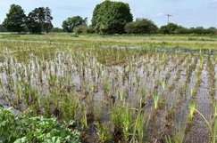 Biodiversity boost at Bolder Mere