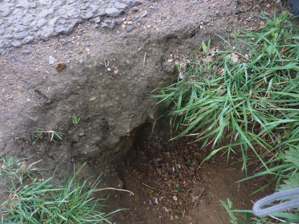 Don't badger the badgers: Council must wait to repair closed road