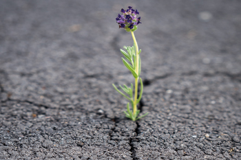 Local government is seeing the re-flowering of axed policies