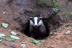 Badgers sett to hold up highway repairs