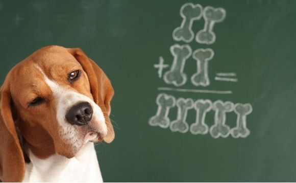 SBOs replace IPO hopes as KKR snaps up Bridgepoint's Pets at Home