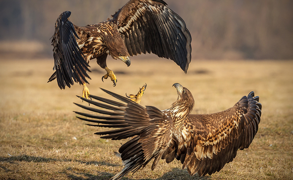 Ukraine crisis: fight or flight for private equity?