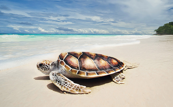 Single-asset funds afford slow and steady pace