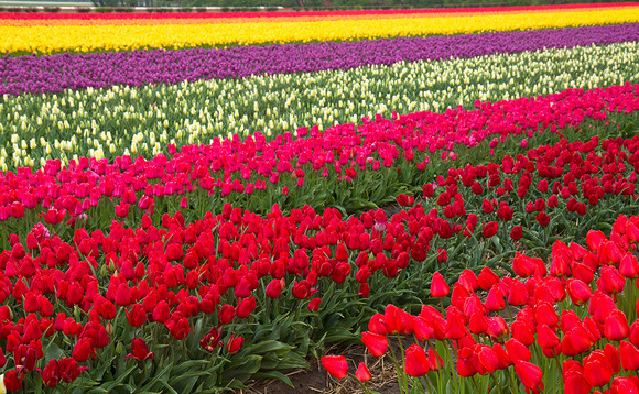 Deal in Focus: Sun shines on Finlays flowers