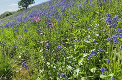 National Highways saves the Biodiversity Day