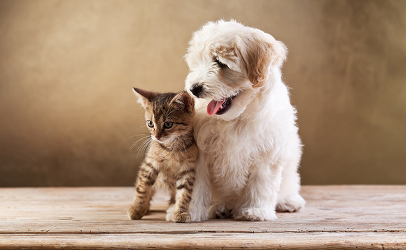Deal in Focus: GFC, Project A team up for Pets Deli round