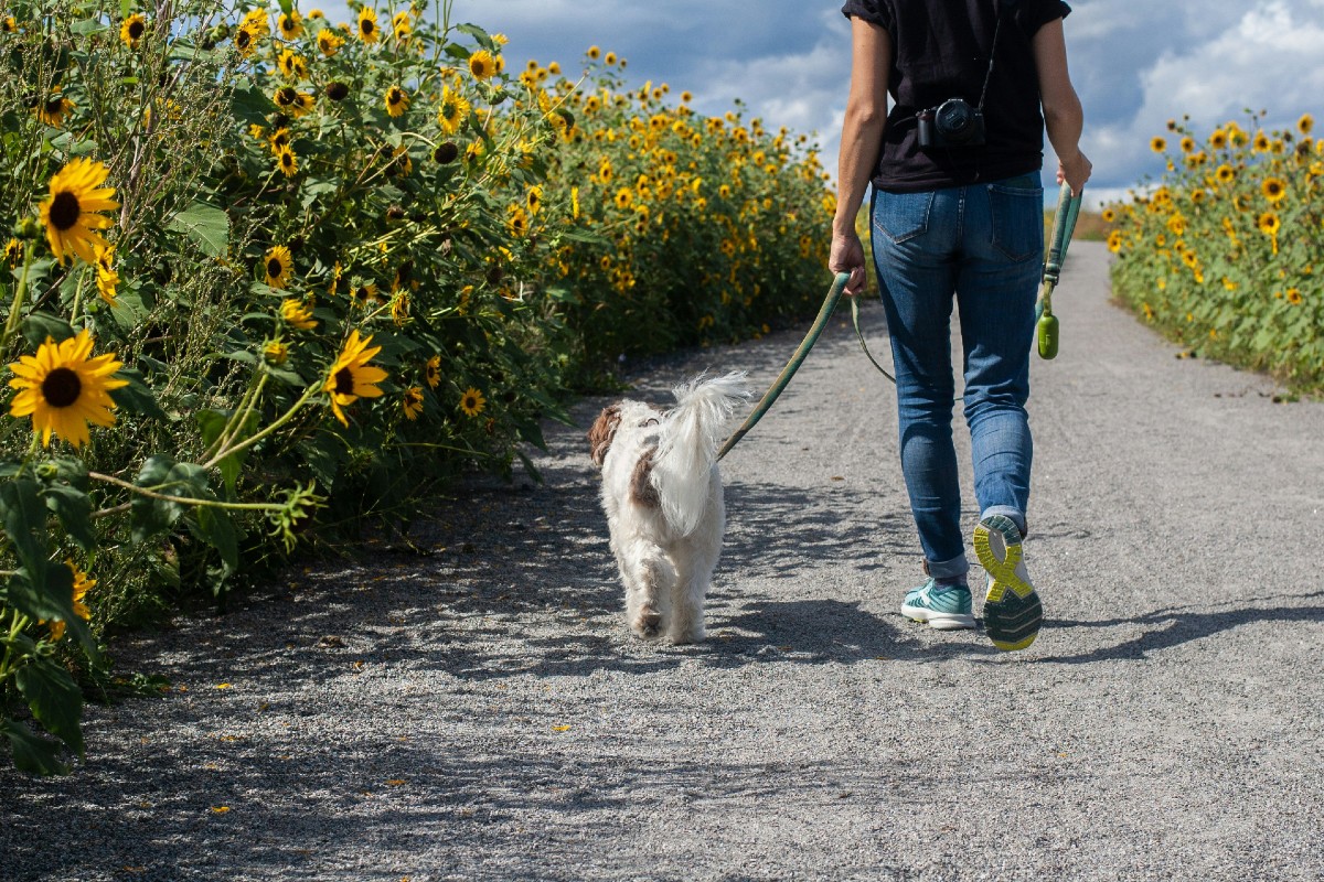 Dog owners could be costing NHS millions each year