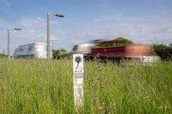 TfL expands wildflower verges after trial