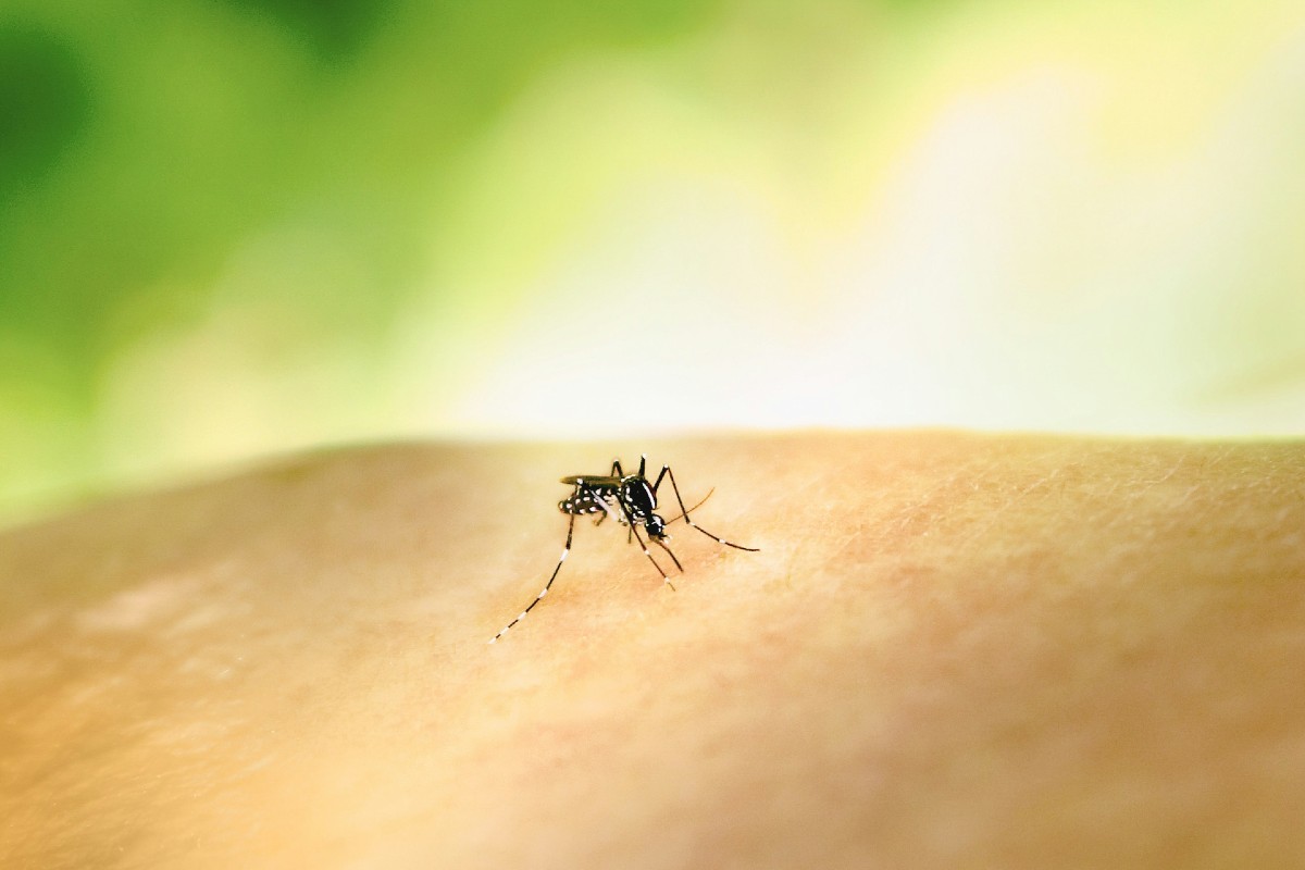 Rise in mosquito-borne virus cases in UK travellers
