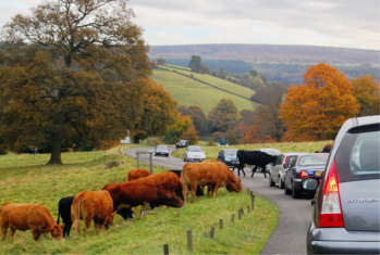 Traffic increases with ongoing rural rise
