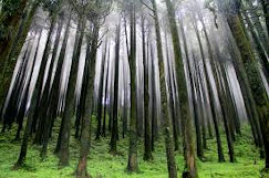 WJ goes pine fresh to reduce carbon
