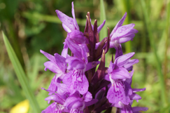 Welsh Govt recovery plan helps roadsides bloom 